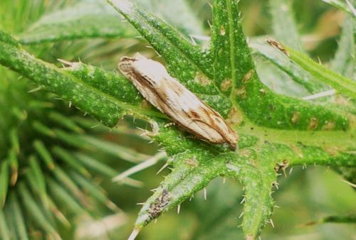 Réf. 262 533 : Eucosma sp.