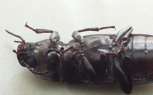 Tenebrio molitor