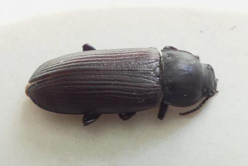 Tenebrio molitor