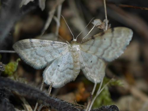Réf. 262 090 : Idaea fuscovenosa