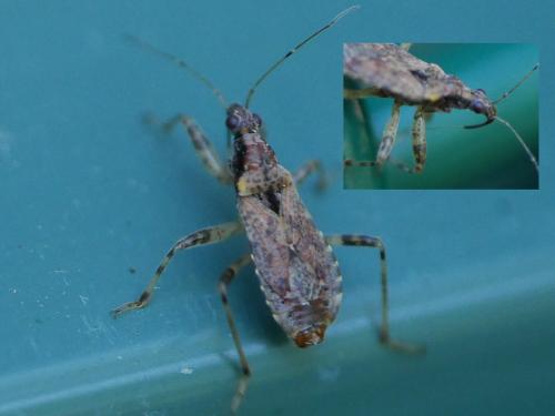 Himacerus mirmicoides
