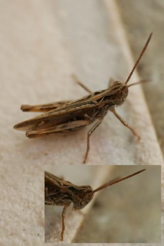 Chorthippus sp.