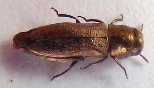 Meliboeus aeratus