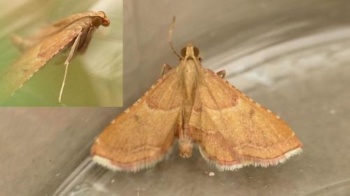 Réf. 262 662 : Endotricha flammealis