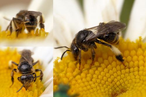 Macropis europaea