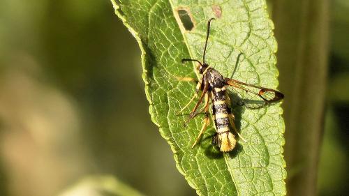 Synanthedon vespiformis
