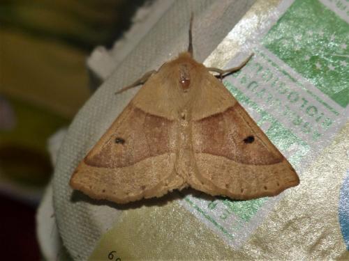 Réf. 262 069 : Crocallis elinguaria