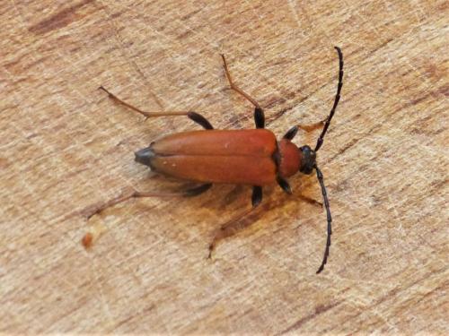 Stictoleptura rubra