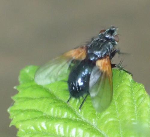 Zophomyia temula