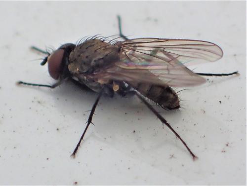Réf. 262 433 : Delia platura