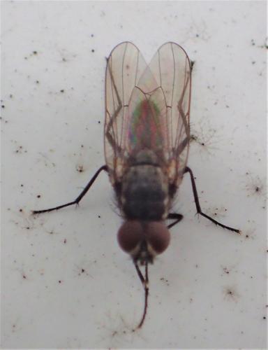 Réf. 262 434 : Delia platura