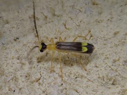 Réf. 262 011 : Malthinus sp.