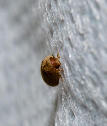 Anobiinae