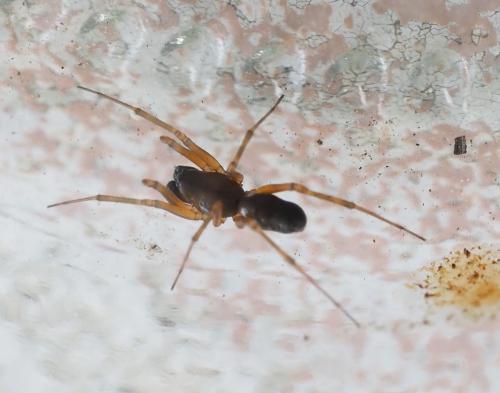 Neriene clathrata
