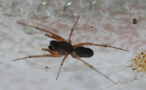 Neriene clathrata