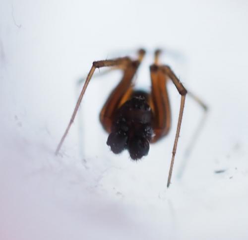 Neriene clathrata