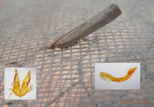 Pediasia contaminella
