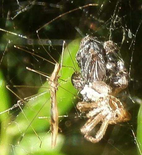 Apoplymus pectoralis