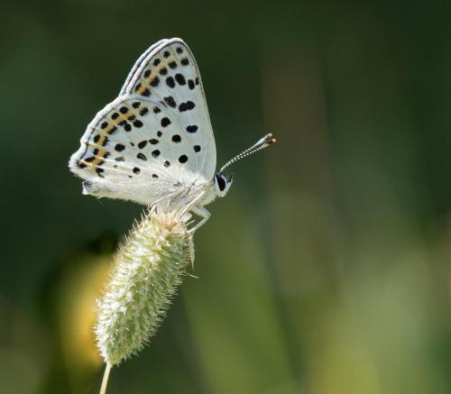 Réf. 262 749 : Lycaena tityrus