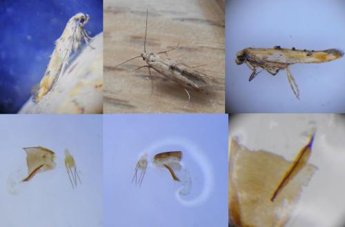 Epermenia aequidentellus