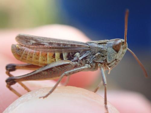 Stenobothrus stigmaticus