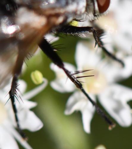 Linnaemya picta