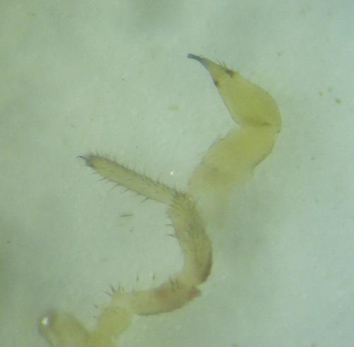 Lacinius ephippiatus