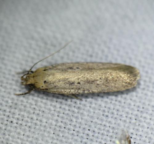 Réf. 262 030 : Platyedra subcinerea