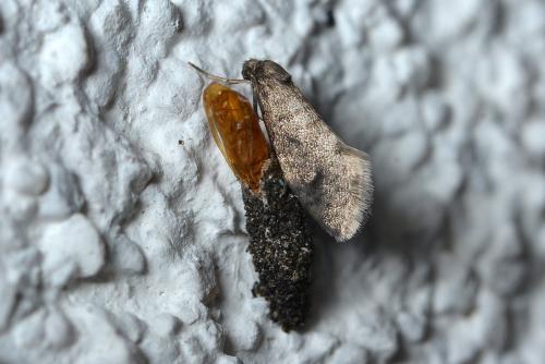 Réf. 262 039 : Dahlica sp.