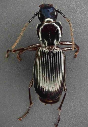 Pterostichus hagenbachii