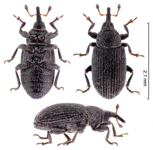 Gymnetron melanarium
