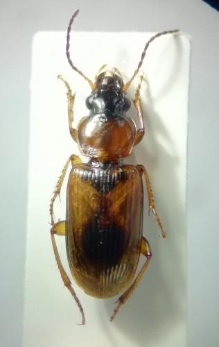 Stenolophus discophorus