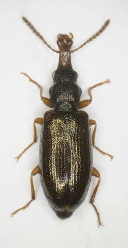 Salpingus tapirus