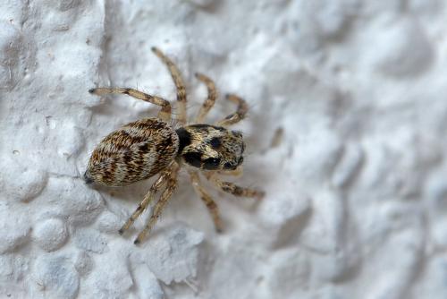 Réf. 262 084 : Salticus scenicus