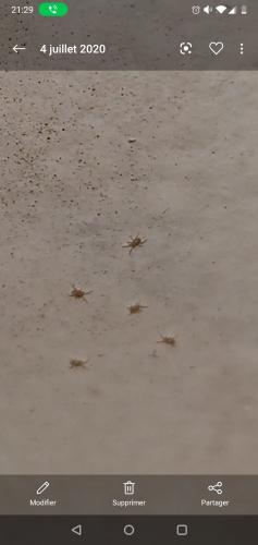 Dermatophagoides pteronyssinus