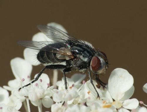 Billaea sp.