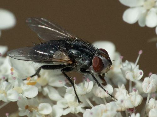 Billaea sp.