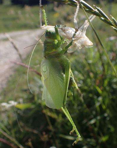Tettigonia cantans
