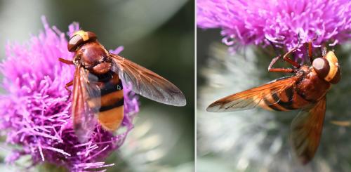 Réf. 262 439 : Volucella zonaria