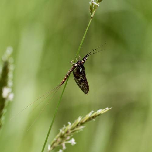 Réf. 262 769 : Ephemera vulgata