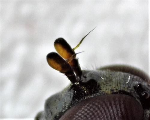 Melanostoma mellinum