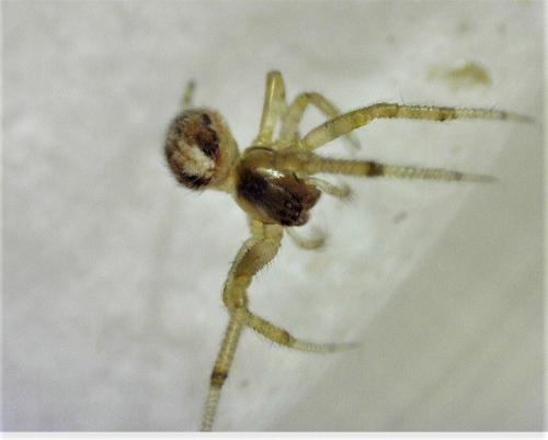 Zygiella sp.