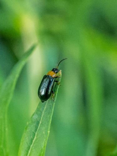 Réf. 262 102 : Luperus viridipennis