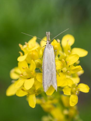 Pleurota sp.