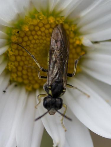 Réf. 262 114 : Cephaledo sp.
