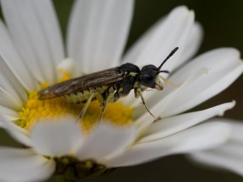 Réf. 262 115 : Cephaledo sp.