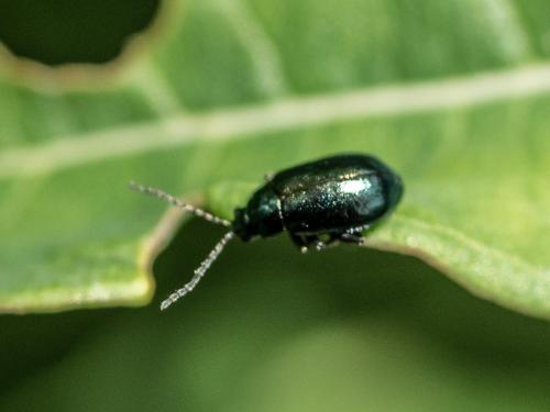 Réf. 262 098 : Altica sp.