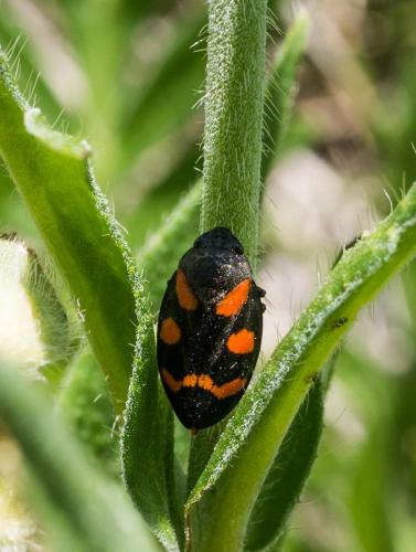 Cercopis sanguinolenta