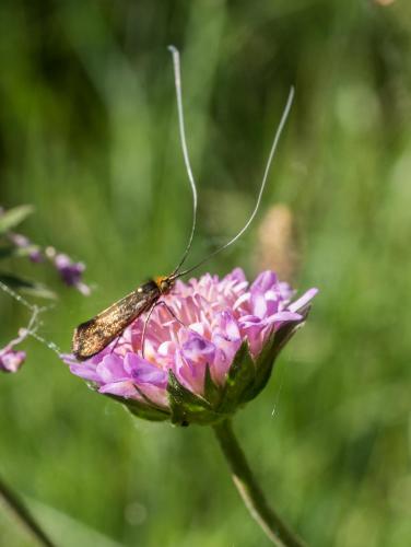Nemophora metallica