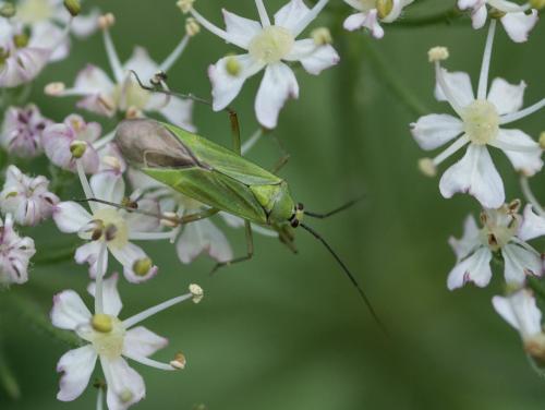 Réf. 262 704 : Calocoris alpestris